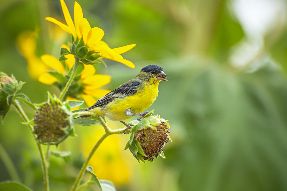 A lesser goldfinch enjoys seeds from like-colored flowers at Desert Meadow Park. By Norma Jean Gargasz