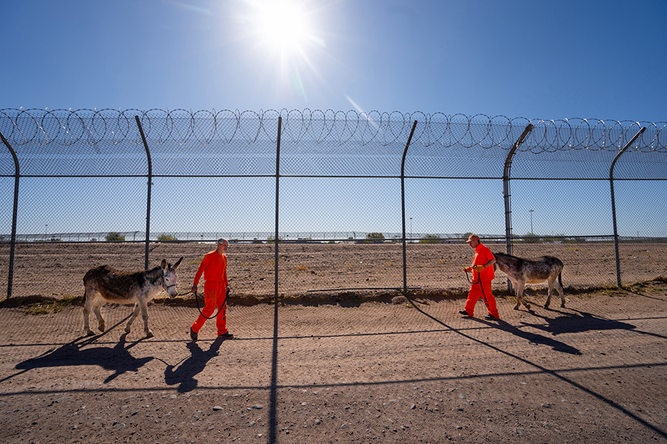 Approximately 50 to 75 burros are trained in the prison program each year, including these, being led by Joel H. (left) and Jimmie G. |  David Wallace