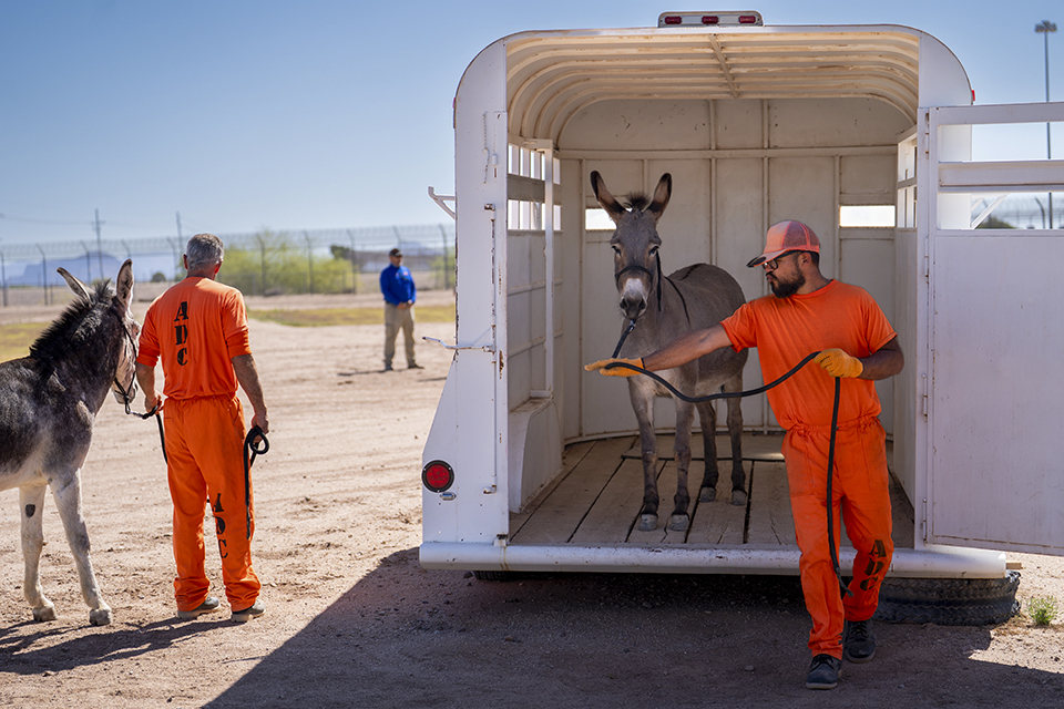 Arizona has more wild burros than any other state. Here, Joel H. (left) and Juan V. move two of the animals off a trailer. | David Wallace