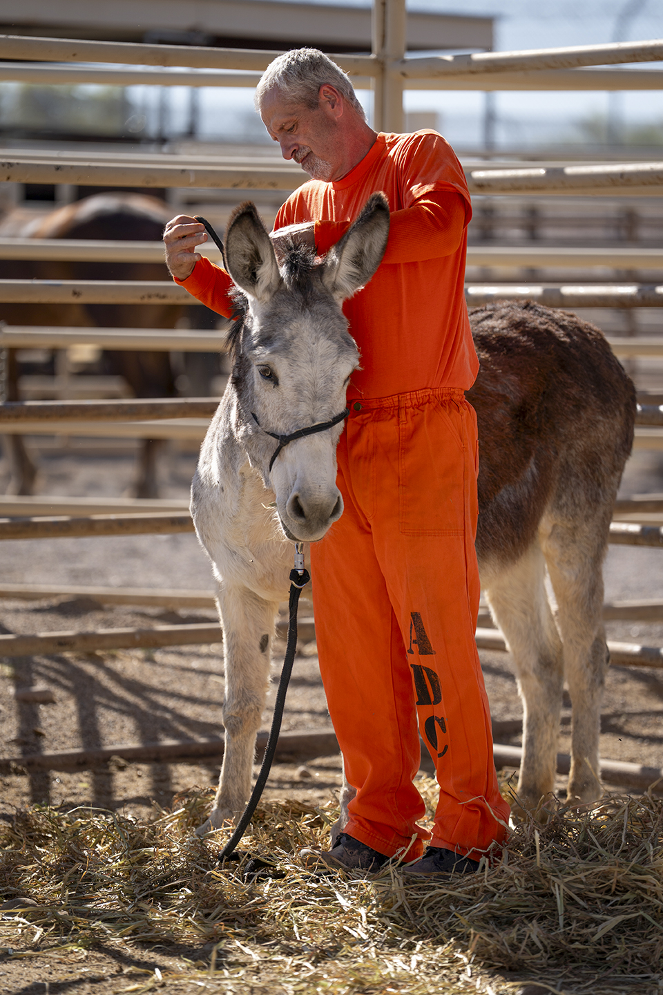 Joel H., who participates in the Wild Horse Inmate Program at the Florence Correctional Center, works with a wild burro to get it ready for adoption. | Davd Wallace