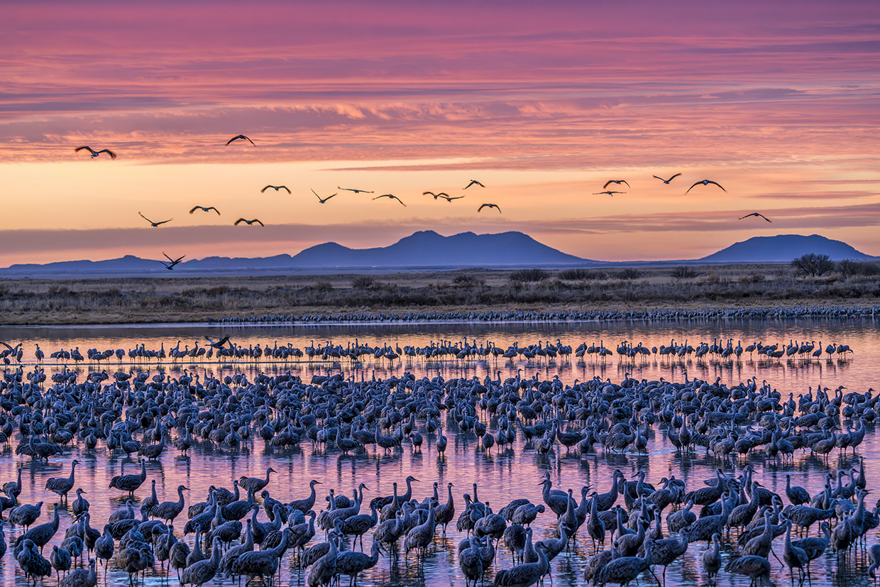 A dense population of lesser sandhill cranes prepares to take flight from their overnight roost at Twin Lakes, a pair of reservoirs in Willcox, at sunrise. By Jack Dykinga