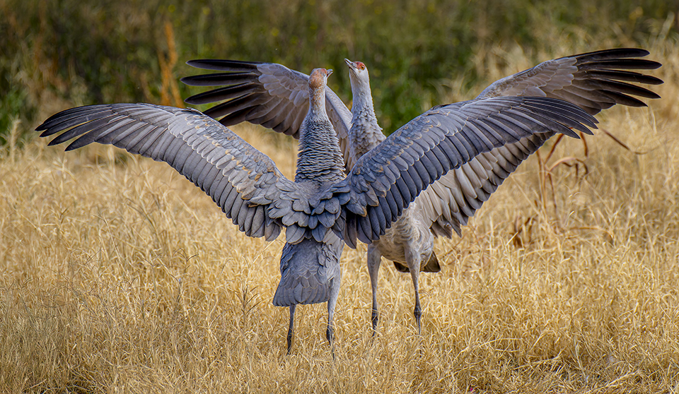 As with many bird species, sandhill cranes use aggression and displays of dominance to establish territorial boundaries, as seen in these two birds at Whitewater Draw, near McNeal.