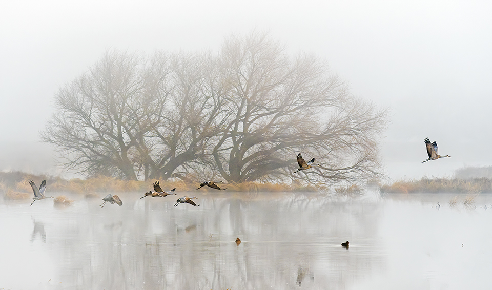 Jack Dykinga went Bosque del Apache, in New Mexico, and to Whitewater Draw to view and photograph the cranes. “The Earth is furling forth life,” he says. “Every time I see them, I choke up. I make the journey even if I don’t get a picture, just to hear the cacophony and watch them. This is one of my favorite photos. It was one of those foggy, misty mornings. I just wanted the ethereal aspect of it.”