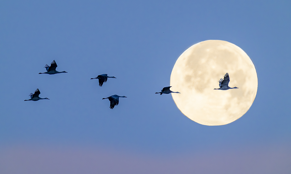 “This is a shot I tried for about four years, using different lenses and different cameras,” Dykinga says. "Twin Lakes is a better location for me because the birds’ proximity to the moon is good.