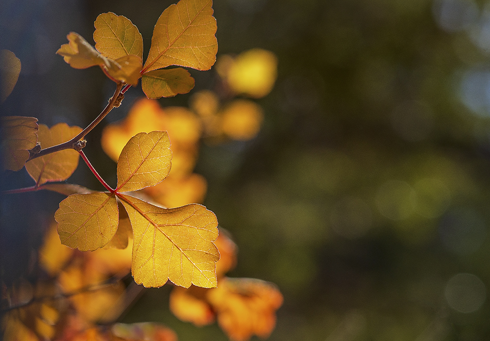 Golden sumac leaves are illuminated among a stand of white oak trees in Gardner Canyon, in the Santa Rita Mountains. | NORMA JEAN GARGASZ