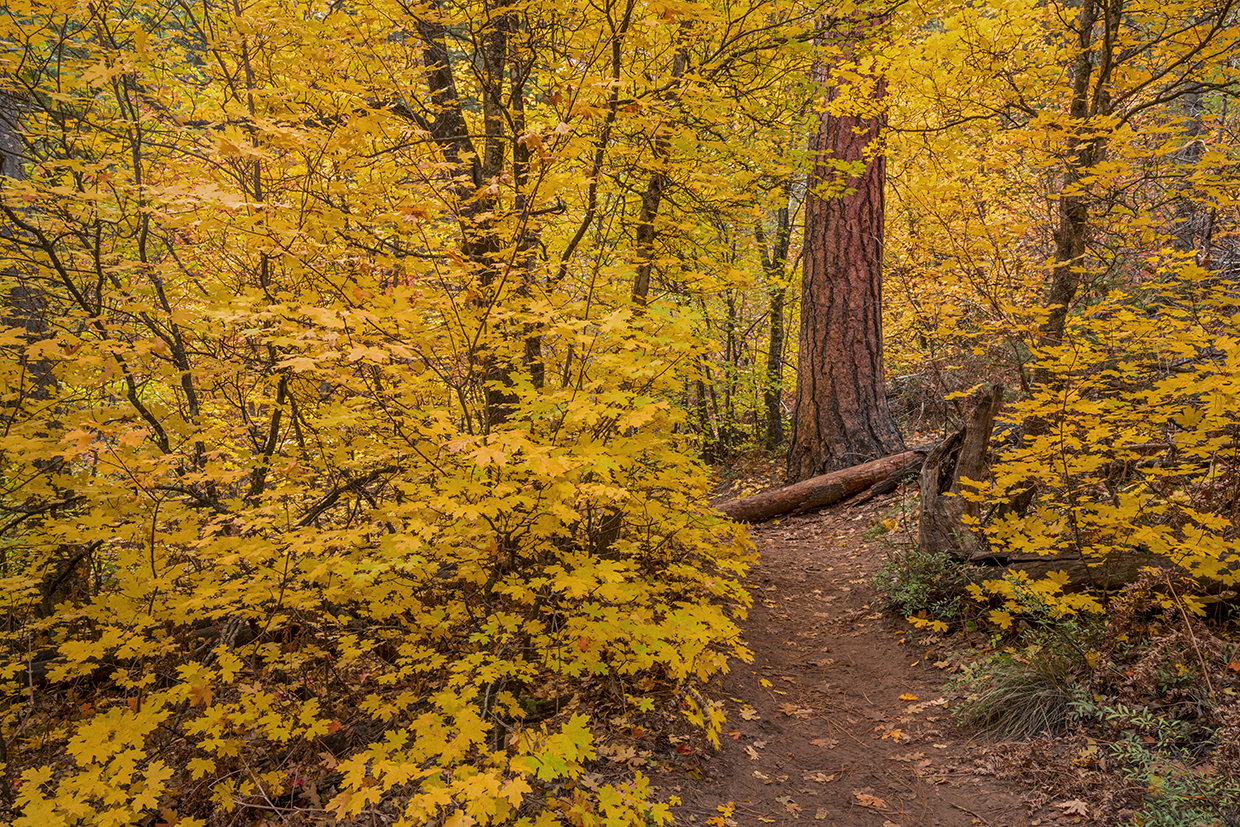 Sawtooth maples, with their yellow leaves, mingle with other trees along the West Fork Oak Creek Trail, near Sedona. | LAURENCE PARENT
