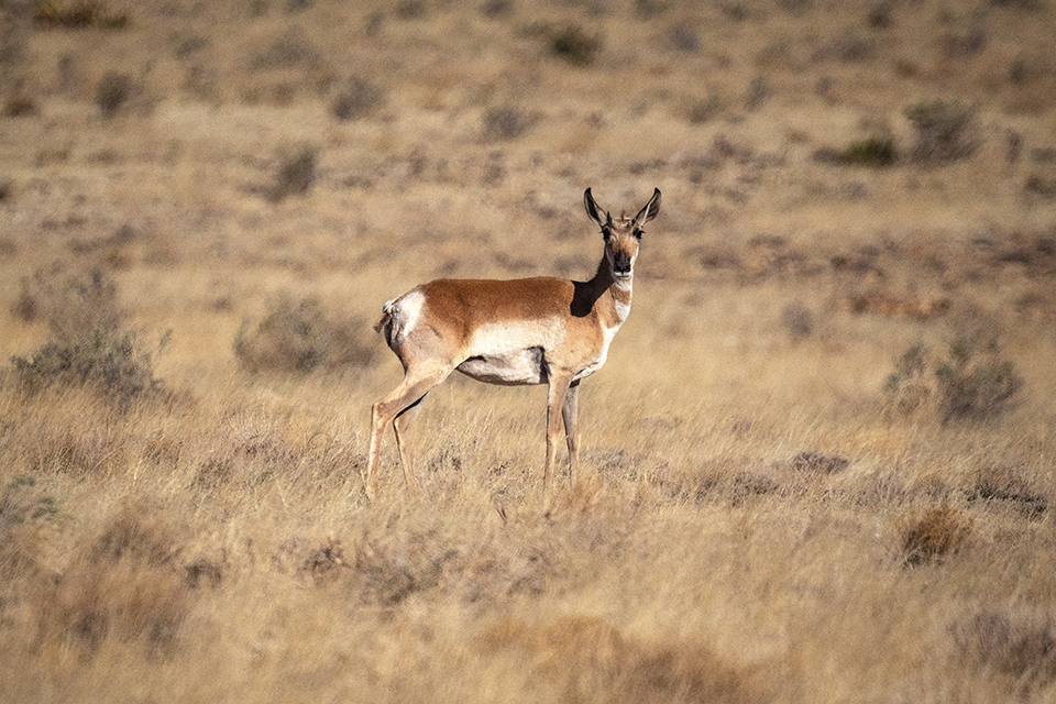 Pronghorns, sometimes called “speed goats” for their ability to run at speeds of up to 55 mph, are prevalent in the monument. | A.O. TUCKER