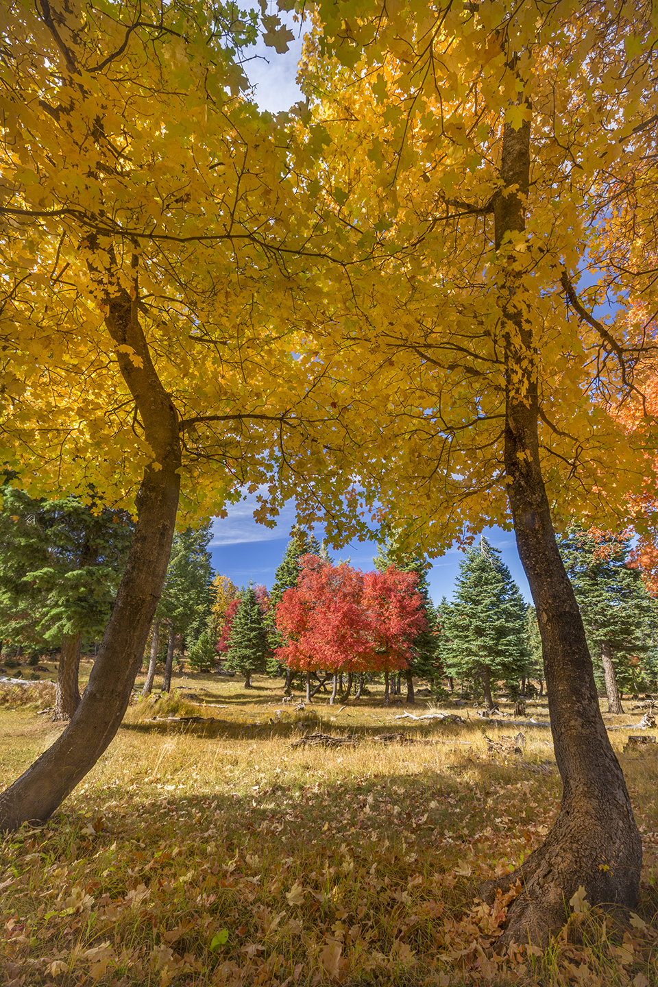 Maple trunks frame a view of autumn hues and evergreens on the Mogollon Rim, an escarpment that cuts across much of Arizona from northwest to southeast. This spot is along Forest Road 208, near Bear Canyon Lake. | Paul Gill