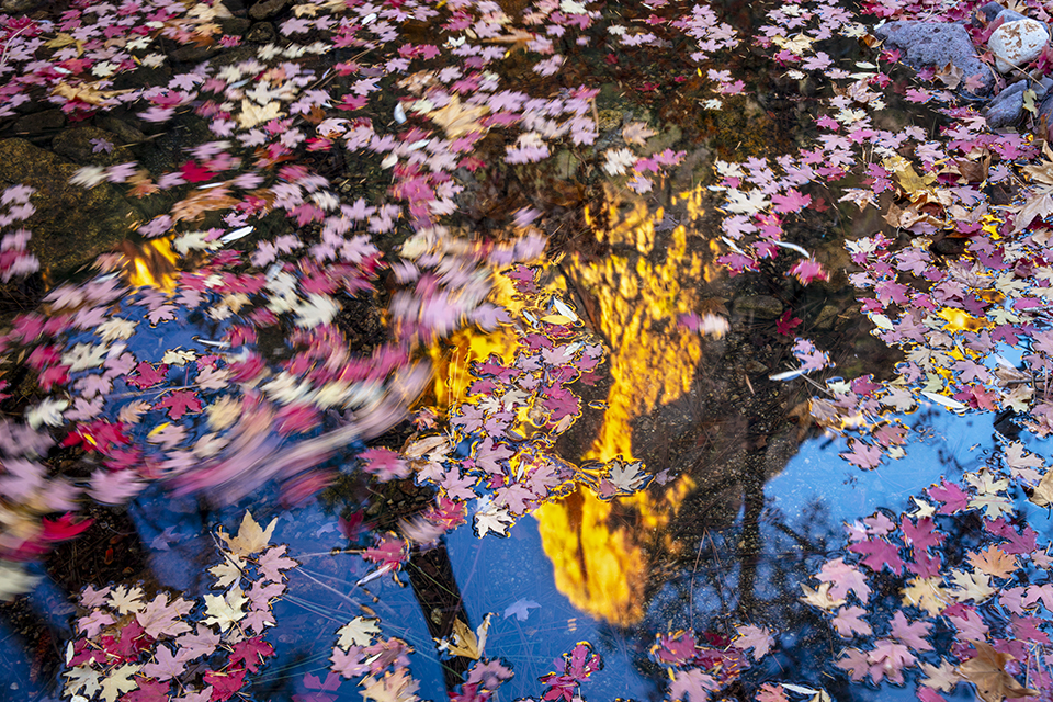 Fallen maple leaves surround a reflection of the Chiricahua Mountains, glowing in afternoon light, in the South Fork of Cave Creek Canyon, near Portal. This spot in Southeastern Arizona is renowned not just for fall color, but also for birding opportunities. | Joel Hazelton