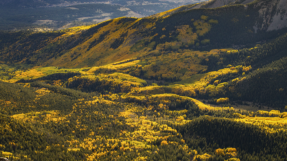 Morning sunlight illuminates fall foliage, primarily aspens, in the Inner Basin of the San Francisco Peaks in a view from Humphreys Peak, the highest point in the range (and Arizona). Autumn in the Inner Basin typically is most vibrant in late September or early October. | Joel Hazelton