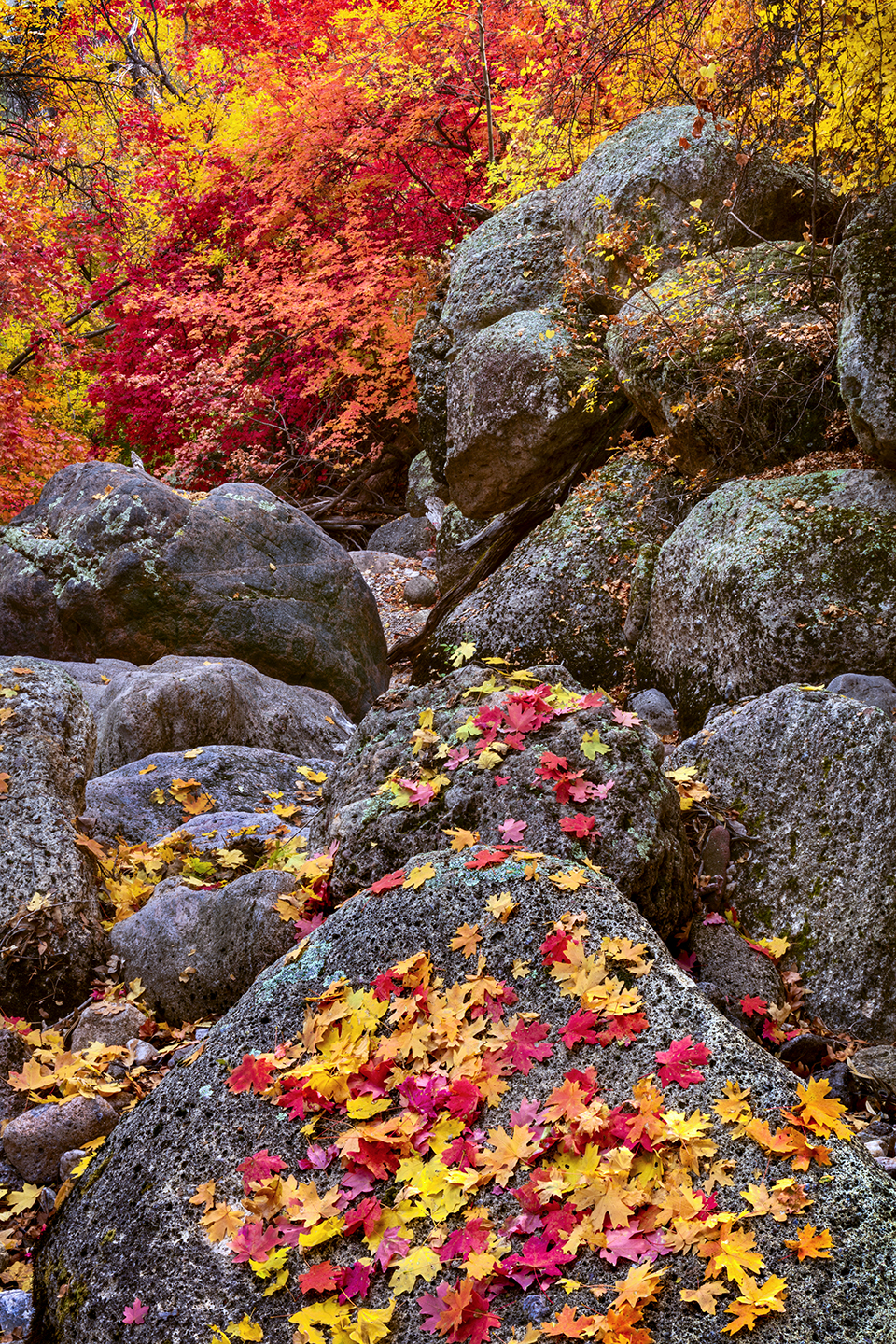 Maple leaves mingle with lichen-accented granite boulders on Bassett Peak, the highest point in the Galiuro Mountains. A “sky island” range, the Galiuros are southeast of the Phoenix area, midway between Tucson and Safford. | Claire Curran