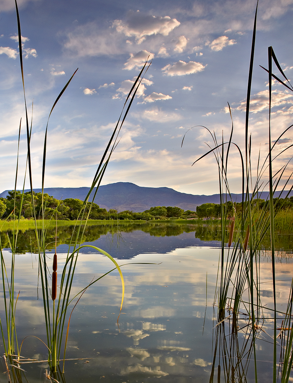 Cattails frame a view of the calm Verde River beneath wispy layers of clouds at Dead Horse Ranch State Park. The waterway is one of two federally designated Wild and Scenic Rivers in Arizona; the other is Fossil Creek. | Derek von Briesen