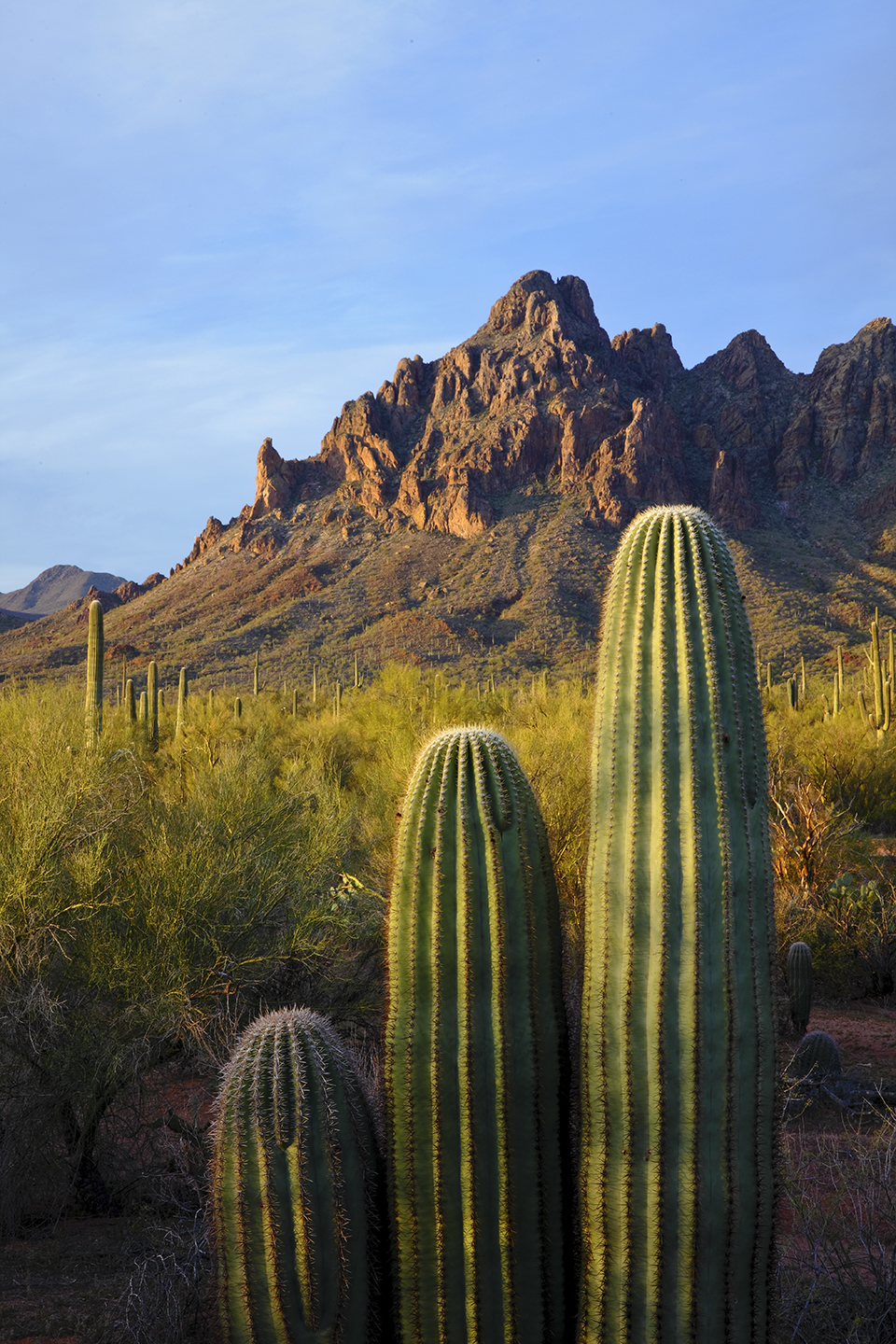First light grazes a trio of young saguaros below Ragged Top, at the north end of the Silver Bell Mountains. Saguaros have been known to live for 200 years or longer. | RANDY PRENTICE