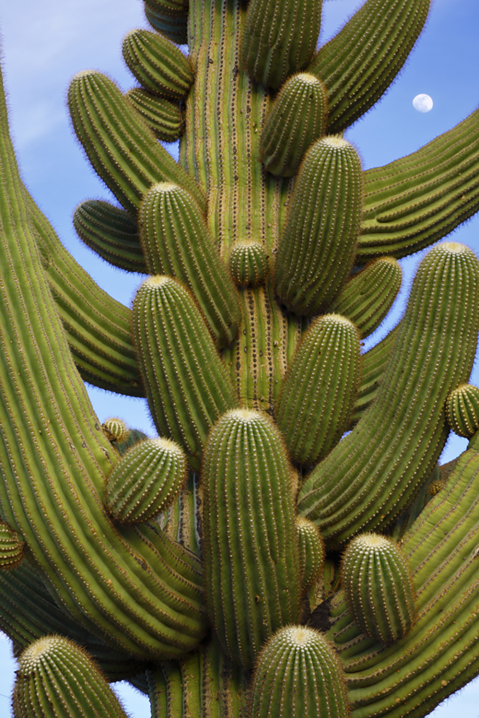 Saguaro arms frame a nearly full moon at Ironwood Forest National Monument. | RANDY PRENTICE