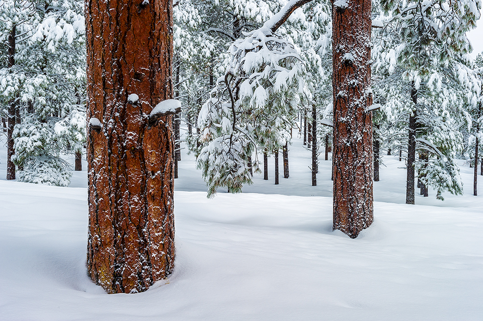 Ponderosa pine trunks stand out in a landscape of white in the Flagstaff area. A quintessential winter tree species, ponderosa pines rely on moisture from snowmelt, along with monsoon rains, to provide water for their deep roots. | Shane McDermott