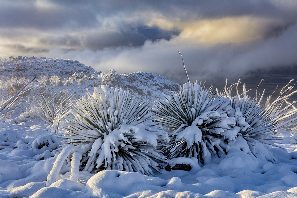 Snow blankets yuccas and ocotillos in Parker Canyon, a remote canyon in the equally remote Sierra Ancha of Central Arizona. Known for its steep canyons and numerous archaeological sites, the Sierra Ancha is protected by a 20,000-acre wilderness area managed by the U.S. Forest Service. | Claire Curran