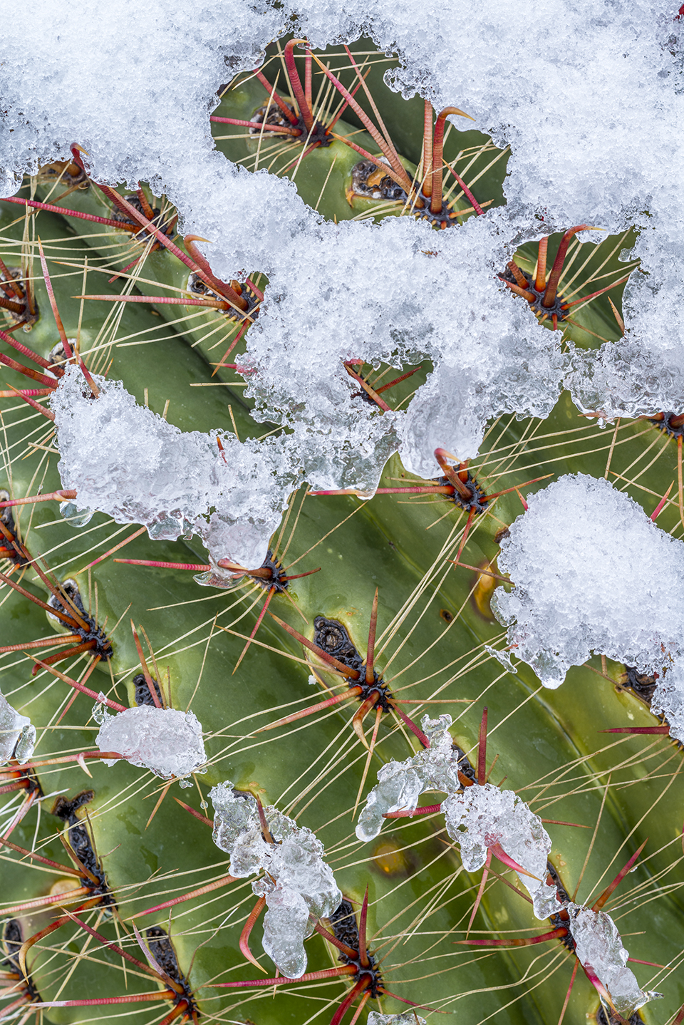 Snow adorns a barrel cactus after a January storm at Catalina State Park, near Oro Valley. This 5,500-acre site, a haven for countless Sonoran Desert plant and animal species, became a state park in 1983. | Jack Dykinga