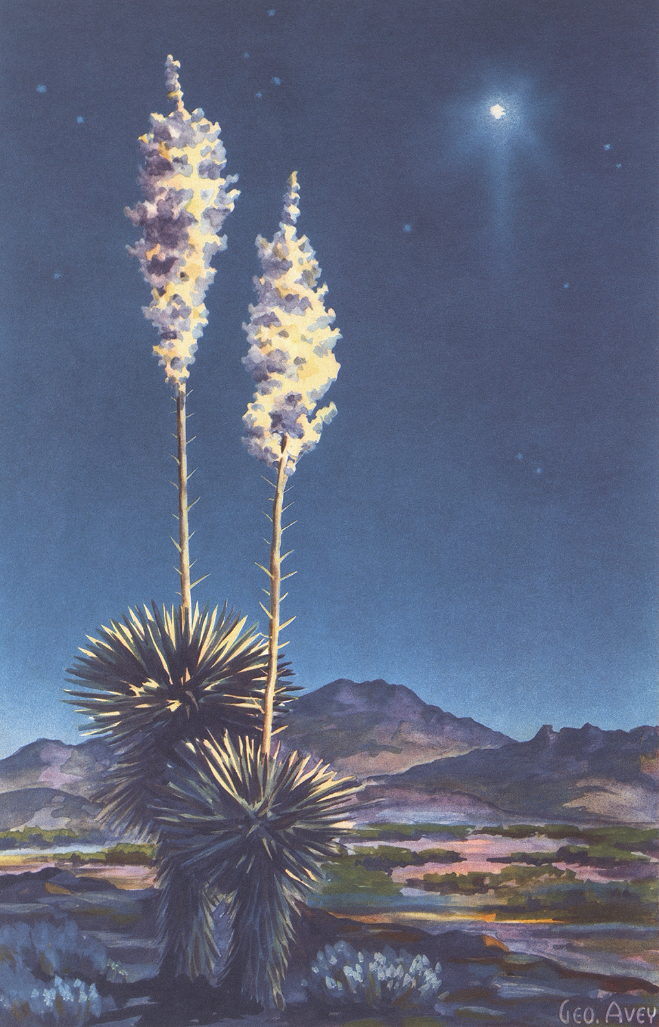 A year later, the magazine featured Avey’s watercolor painting of Southern Arizona’s yuccas and mountains beneath a starry sky.