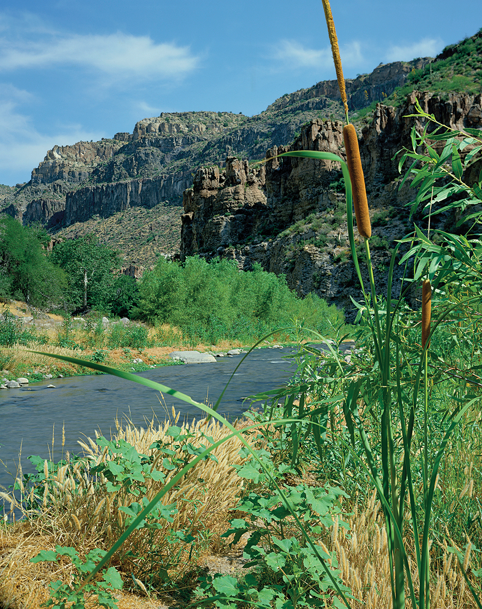Cattails line the banks of Aravaipa Creek as it winds through the surrounding wilderness near Hell-hole Canyon. By Randy Prentice