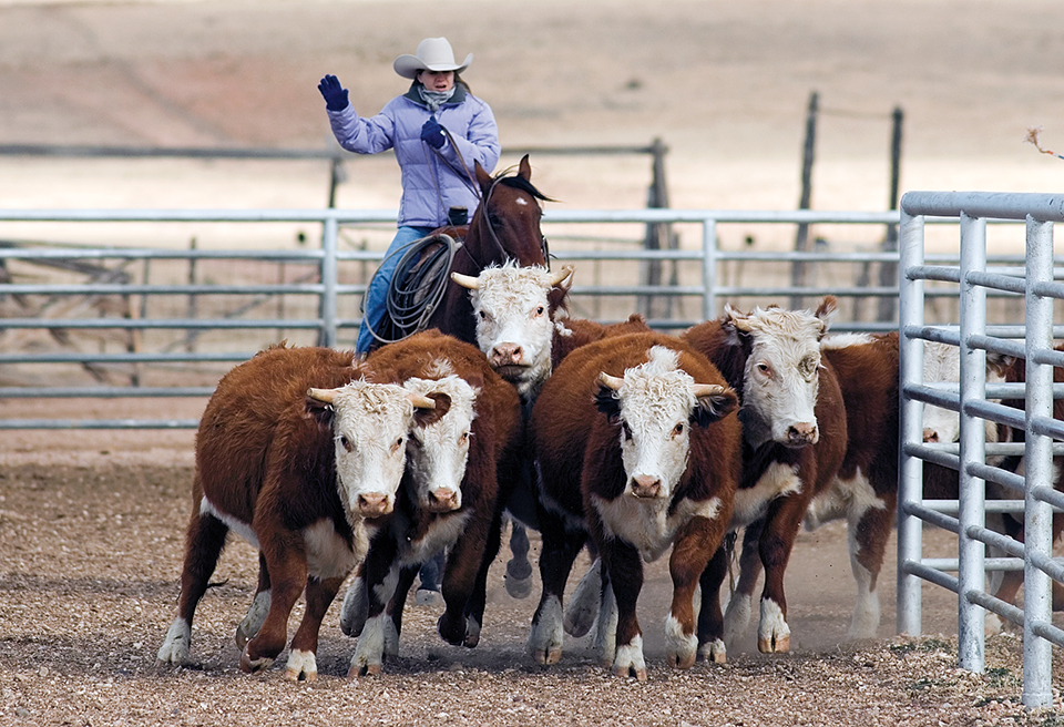 In addition to kitchen duty, Westlake drives heifers onto the loading truck for the Babbitt ranches. By Peter Schwepker