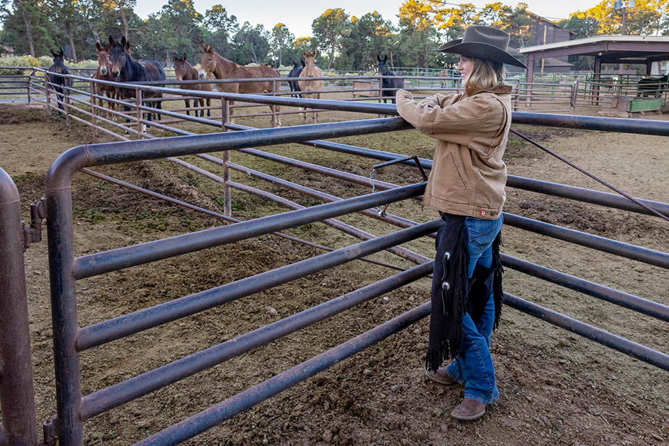 Outside the Mule Barn, Kelbel has a look at several of Xanterra’s mules. According to the company, more than 600,000 people have taken a mule ride at the Canyon. By John Burcham