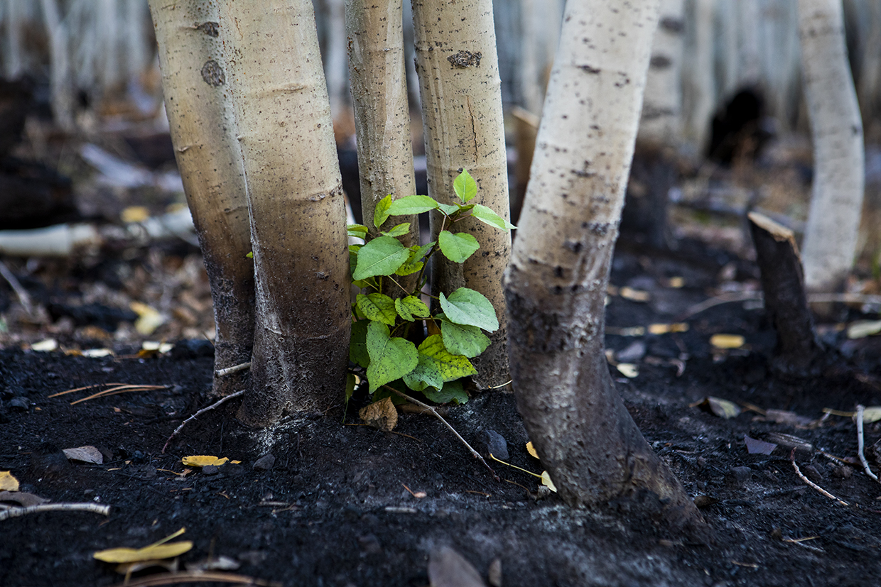 A new aspen shoot rises from earth charred by the Dragon Bravo Fire on the North Rim of the Grand Canyon. This photo was made just south of Cape Royal Road on October 1, the day the road reopened to the public. By Amy S. Martin
