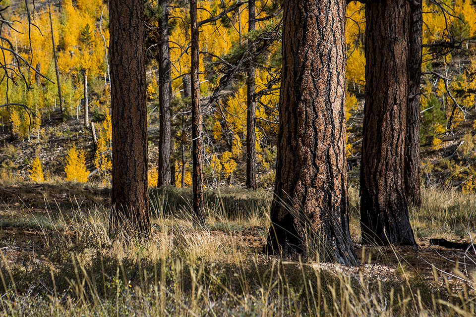 Aspens repopulate a hillside behind fire-resistant ponderosa pine trunks on the Kaibab Plateau. This area burned in the 2006 Warm Fire near Jacob Lake, north of the North Rim. By Amy S. Martin