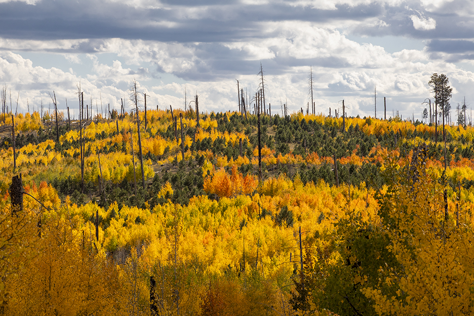 Another view of the Warm Fire scar shows young aspens and ponderosas amid burned trunks, illustrating the forest’s ability to heal after a wildfire.