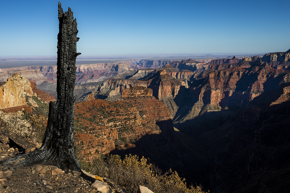 A tree stump, blackened by the Dragon Bravo Fire, punctuates a Canyon panorama from the Ken Patrick Trail. This view is from the reopened section of the trail, between Cape Royal Road and Point Imperial. By Amy S. Martin