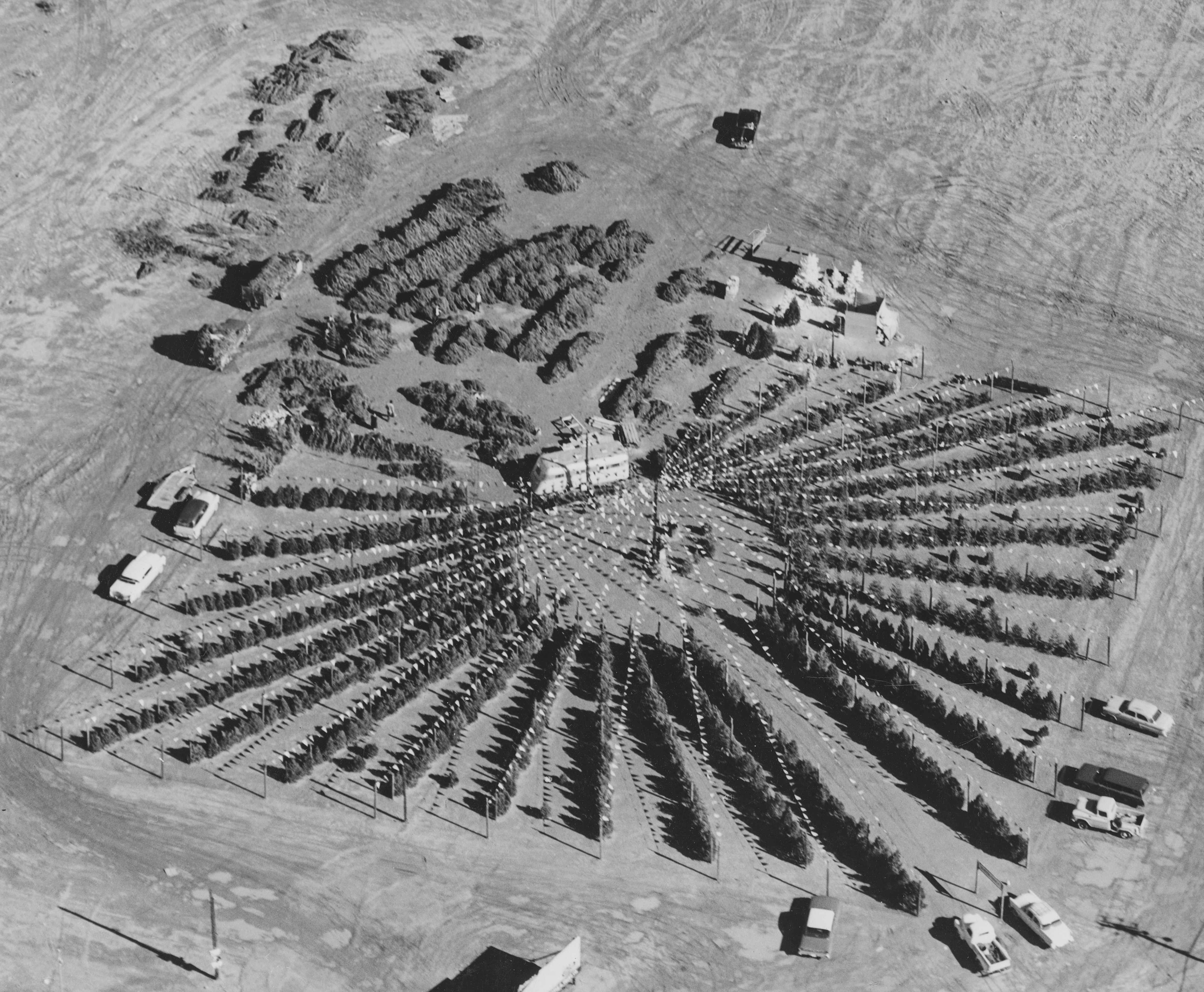 Tim Mitchell’s Christmas Trees, Seventh Avenue and Osborn Road, Phoenix, circa 1955