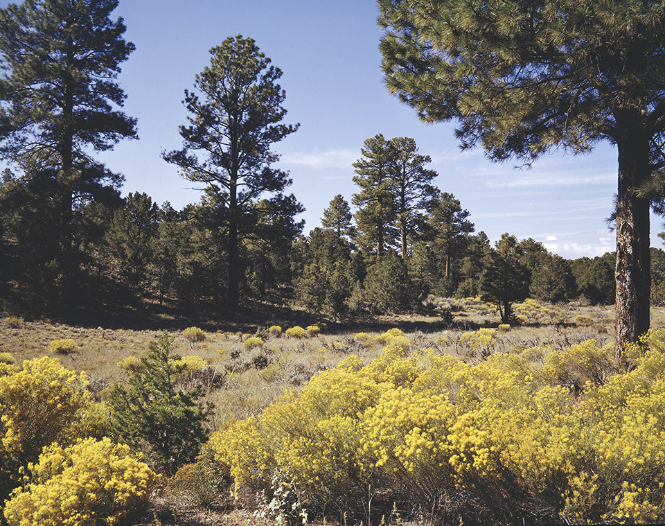Summer blooms fill an open glade in the ponderosa pine forest along the South Rim of the Grand Canyon. This spot is along Desert View Drive, the section of State Route 64 between the Grand Canyon Visitor Center and Desert View Watchtower. By Josef Muench