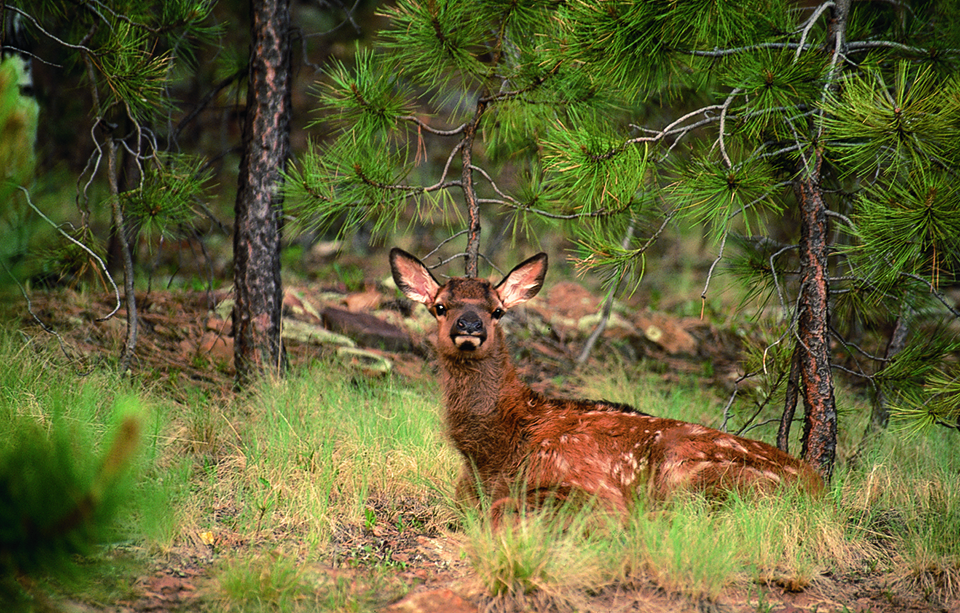 An elk calf rests near Woods Canyon Lake. | Nick Berezenko