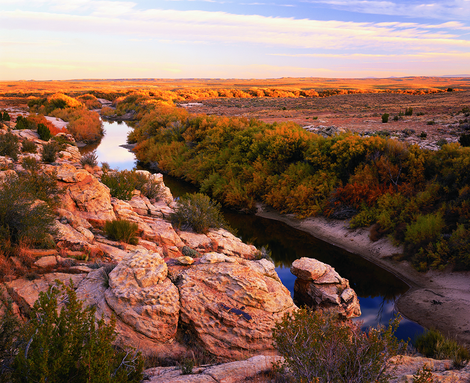 As Chevelon Creek runs out of The Narrows and heads for its confluence with the Little Colorado River, tamarisk trees grow like weeds along the streambed. | Nick Berezenko