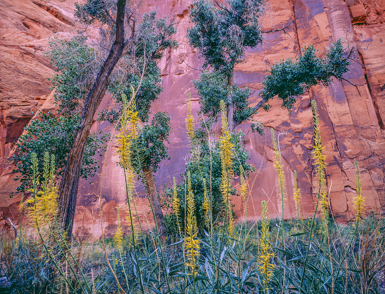 Tall cottonwoods and flowering plants reach toward the steep sandstone walls of Paria Canyon, a remote destination in Northern Arizona. Known for its hiking opportunities, the canyon is part of the Paria Canyon-Vermilion Cliffs Wilderness. By Jack Dykinga