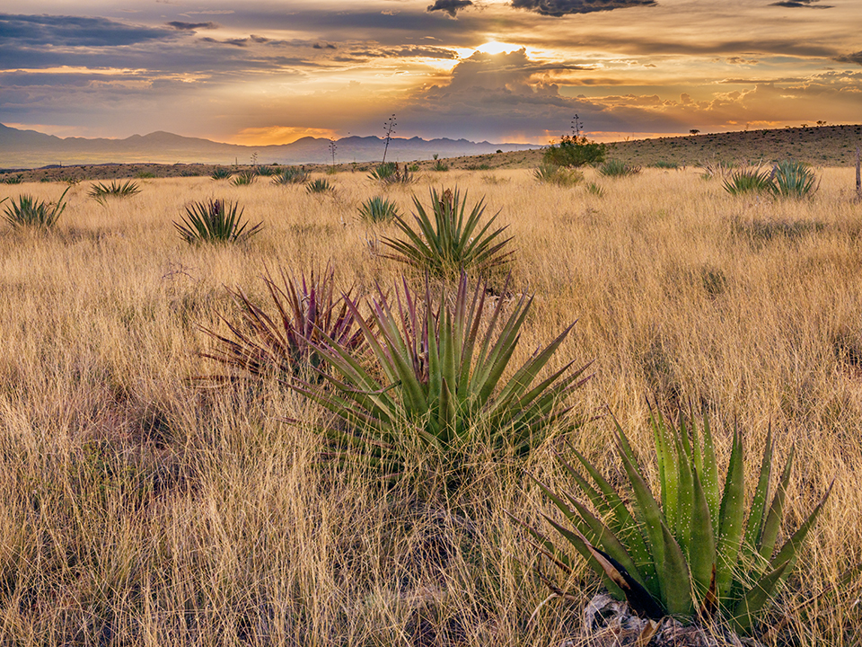 Multicolored agaves thrive in a windblown grassland at Sands Ranch, a conservation area near Sonoita, during a monsoon sunset. Acquired by Pima County in 2008, this historic ranch links several other conservation areas in Southern Arizona. | Jack Dykinga
