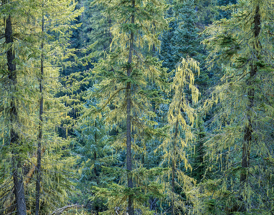 Spruce trees and other evergreens form a dense woodland in the Apache-Sitgreaves National Forests of Eastern Arizona. Formed via a 1974 merger, the forests cover some 2 million acres of land ranging in elevation from 3,500 to more than 11,000 feet. | Jack Dykinga