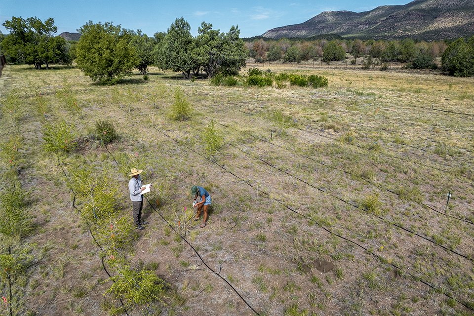 During the day, DBG scientists Brad Posch and  Alexandra Schuessler record rates of cottonwood leaf water loss and leaf temperatures at the research site. | John Burcham