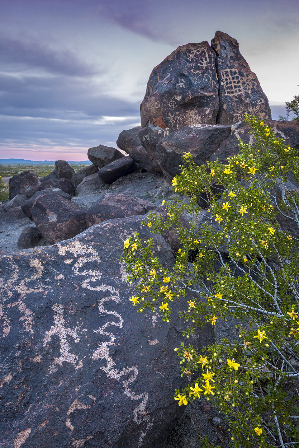 A large creosote bush accents a view of ancient rock art at Painted Rock Petroglyph Site, northwest of Gila Bend. Home to hundreds of petroglyphs, the site can be accessed via an easy drive north from Interstate 8. By Paul Gill