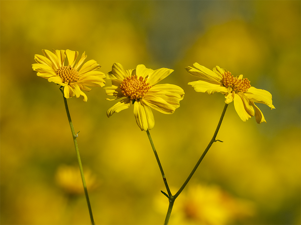 Brittlebush flowers reach skyward from a sea of their brethren at San Tan Mountain Regional Park, southeast of Phoenix. In addition to spring blooms, this 10,000-acre Maricopa County park offers numerous hiking trails and glimpses of ancient petroglyphs. | Colleen Miniuk