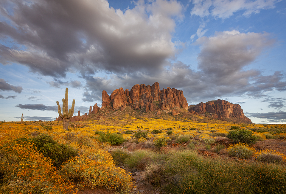 The Superstition Mountains, east of the Phoenix area, form the backdrop for a field of brittlebushes, saguaro cactuses and other desert flora. Lost Dutchman State Park, just off State Route 88, provides easy access to these mountains and their wildflower-filled foothills. | Paul Gill