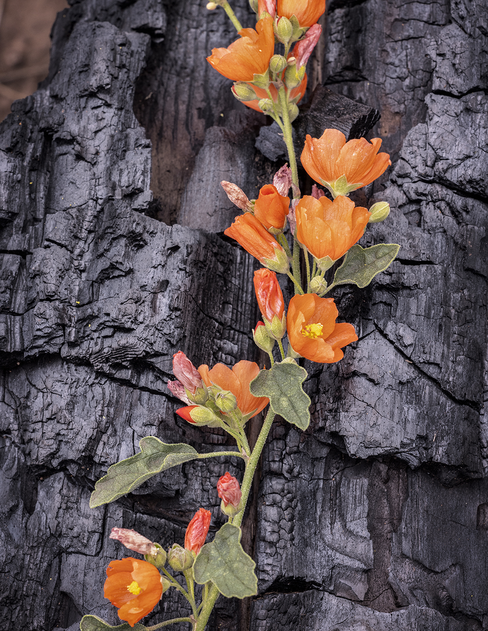 A vibrant globemallow contrasts with a charred tree trunk in the Sycamore Canyon area, near Williams. The tree was one of many that burned in the 2021 Rafael Fire, which started near Perkinsville and ultimately scorched more than 78,000 acres. | Laura Zirino