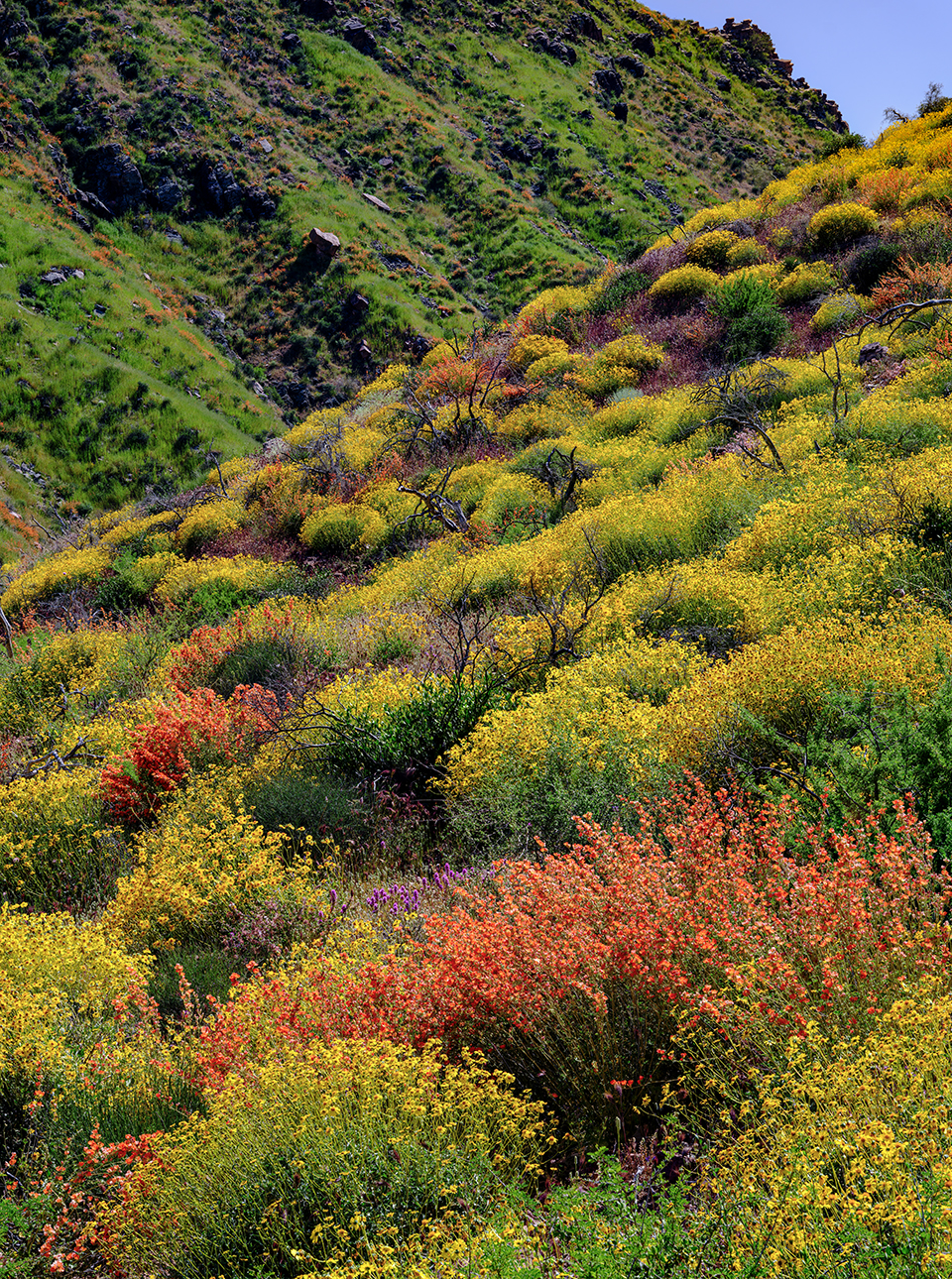 Steep hillsides near Theodore Roosevelt Lake cradle countless blooming brittlebush, owl’s clover and globemallow plants. “This was a spectacular bloom that went on for miles and miles,” the photographer recalls. | Claire Curran