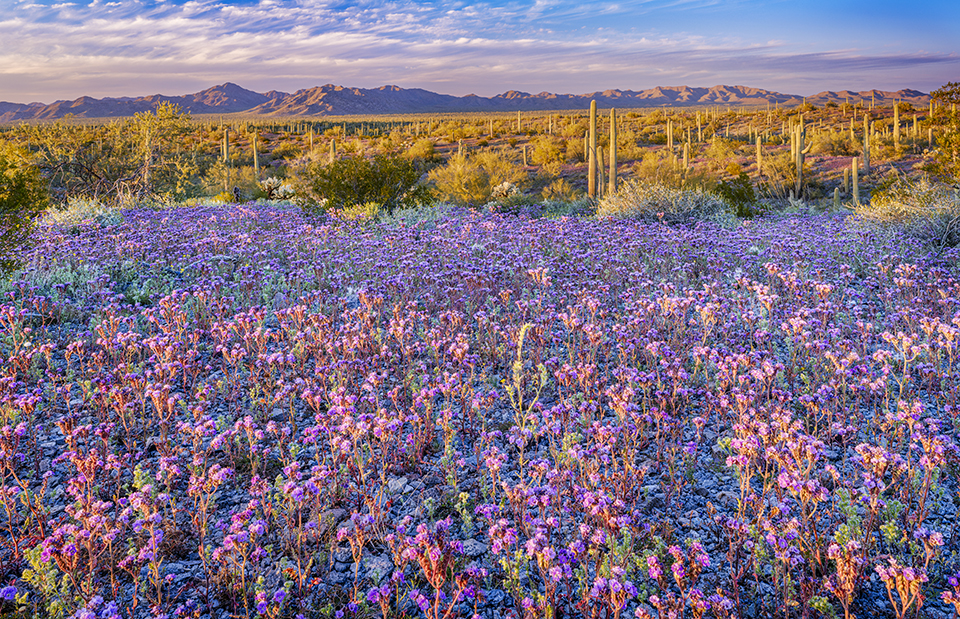 In afternoon light, a large stand of saguaro cactuses surrounds a field of scorpionweeds and other wildflowers at Sonoran Desert National Monument. Located between Gila Bend and Casa Grande, this monument covers nearly half a million acres and includes three wilderness areas. | Jack Dykinga