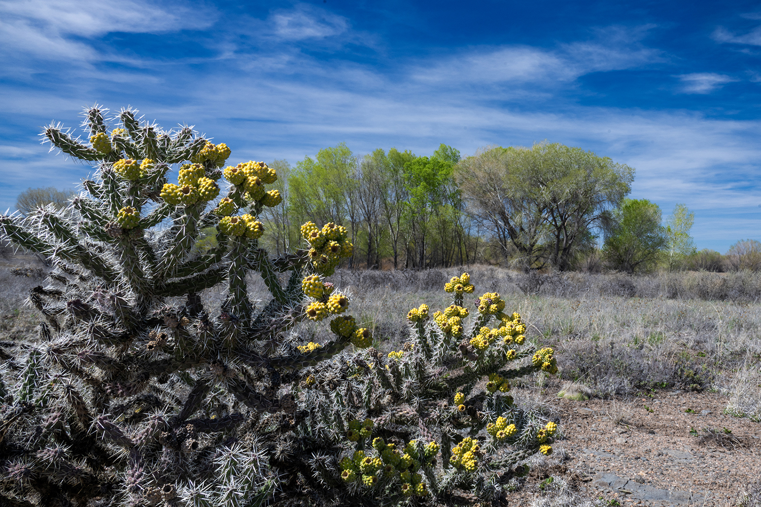 A cholla puts its fruit on display at Willow Lake, near Prescott. By Patricia Fiedler