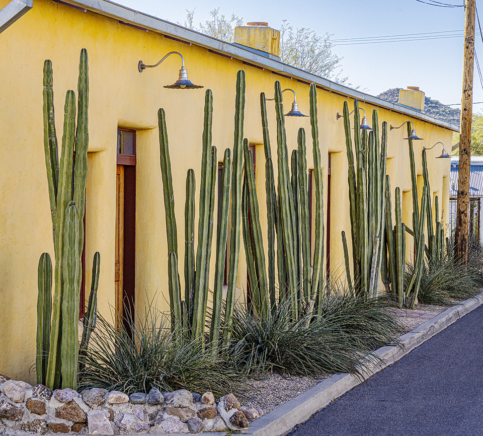 Tall green cactuses stand out against a yellow wall at a location in the Barrio Viejo in Tucson. By Steven Meckler By Steven Meckler