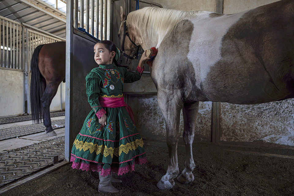 Another of Yolanda’s granddaughters, Addie Ochoa, brushes one of the horses in preparation for the event. Most escaramuza participants are the daughters and granddaughters of equestrians. 