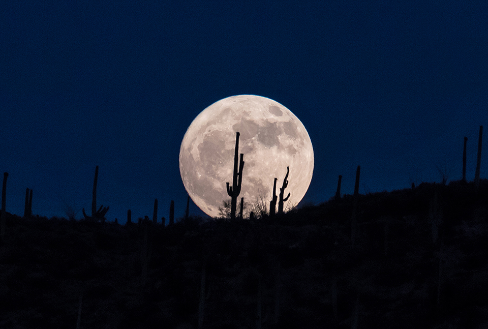 The full moon sitting on a hilltop with Saguaro cacti in silhouette at saguaro National Park West. By Debbie Angel