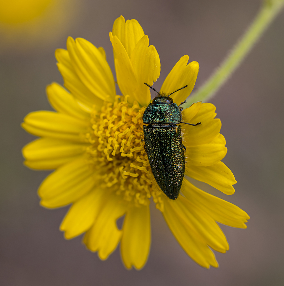 A resplendent buprestid beetle with a green metallic sheen sits on a yellow daisy. By Adrienne McLeod