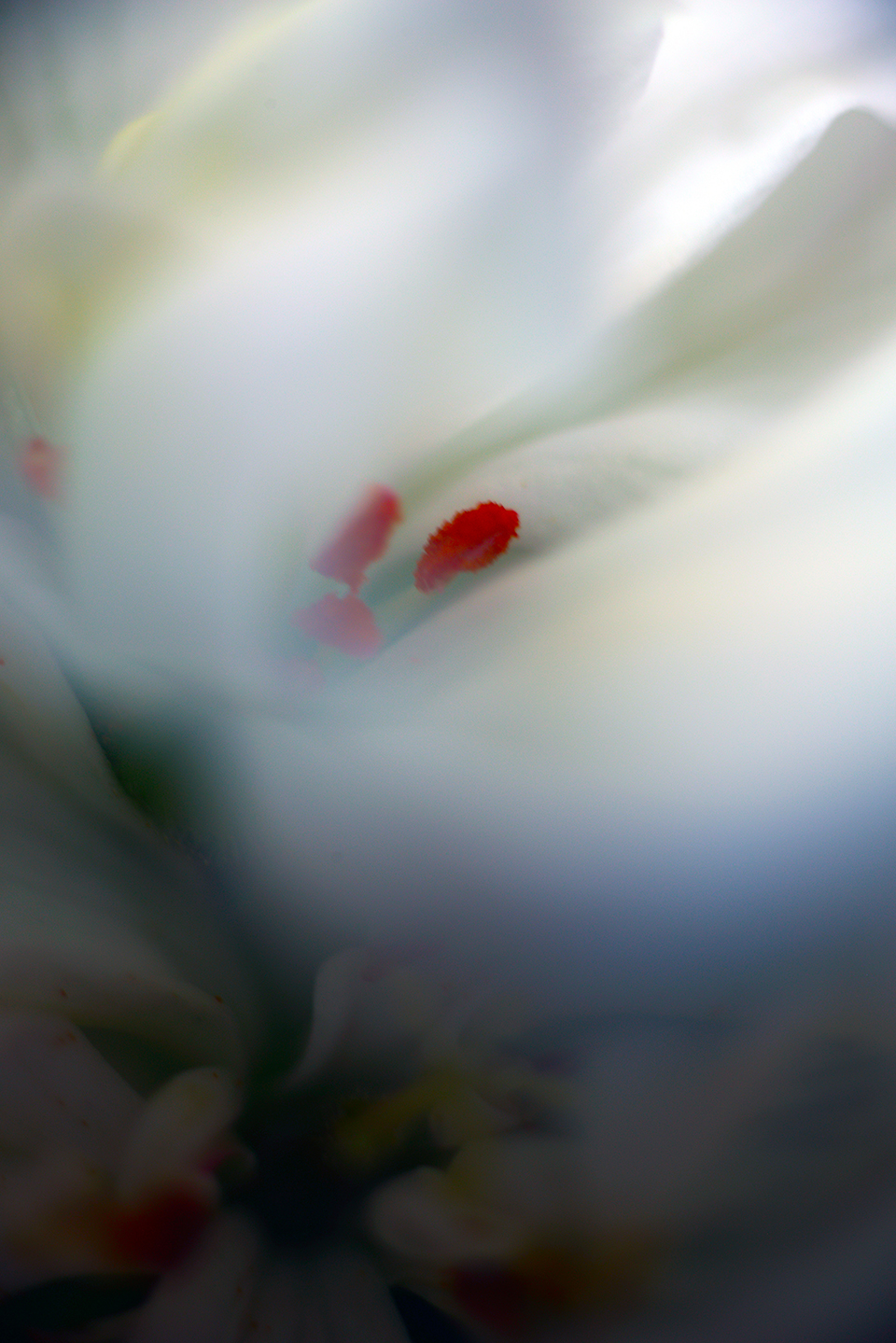 Soft macro image of a flower with white petals and red stamens is by Catherine Sienko.