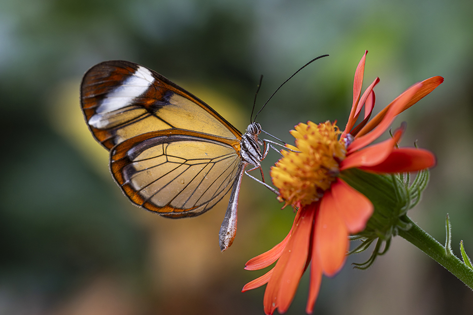 Clearwing butterfly stops for a moment to feed on a orange flower. By Jonathan Cline